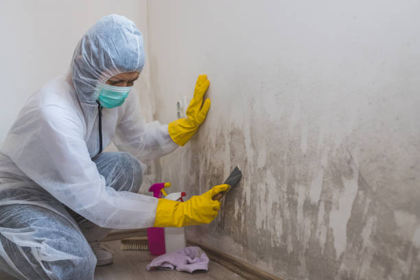 Best Affordable Mold Removal  in Morganville, NJ