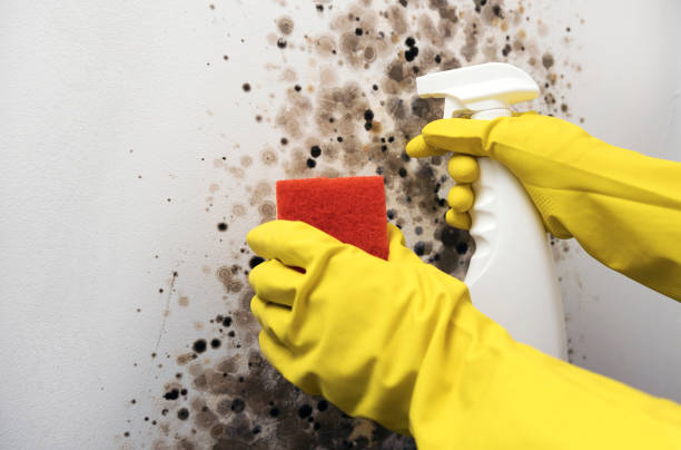 Best Toxic Mold Removal  in Morganville, NJ